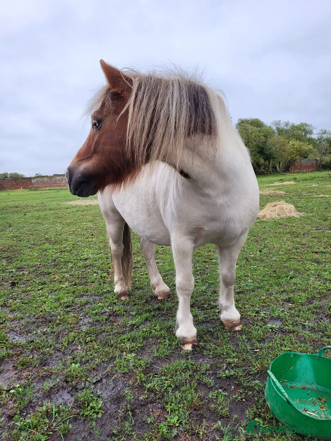 Shetland pony horses for sale: Rex for sale - Advert 3