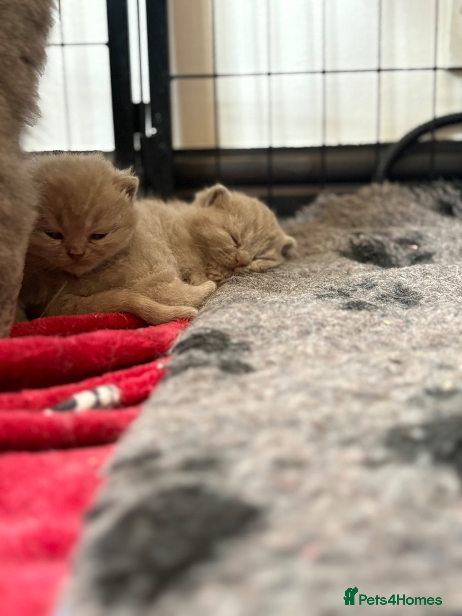 British Shorthair cats One Stunning British Shorthair Kitten Remaining!  - Advert 20