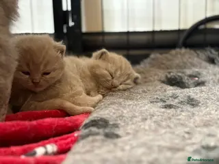 British Shorthair cats One Stunning British Shorthair Kitten Remaining! - Advert 20