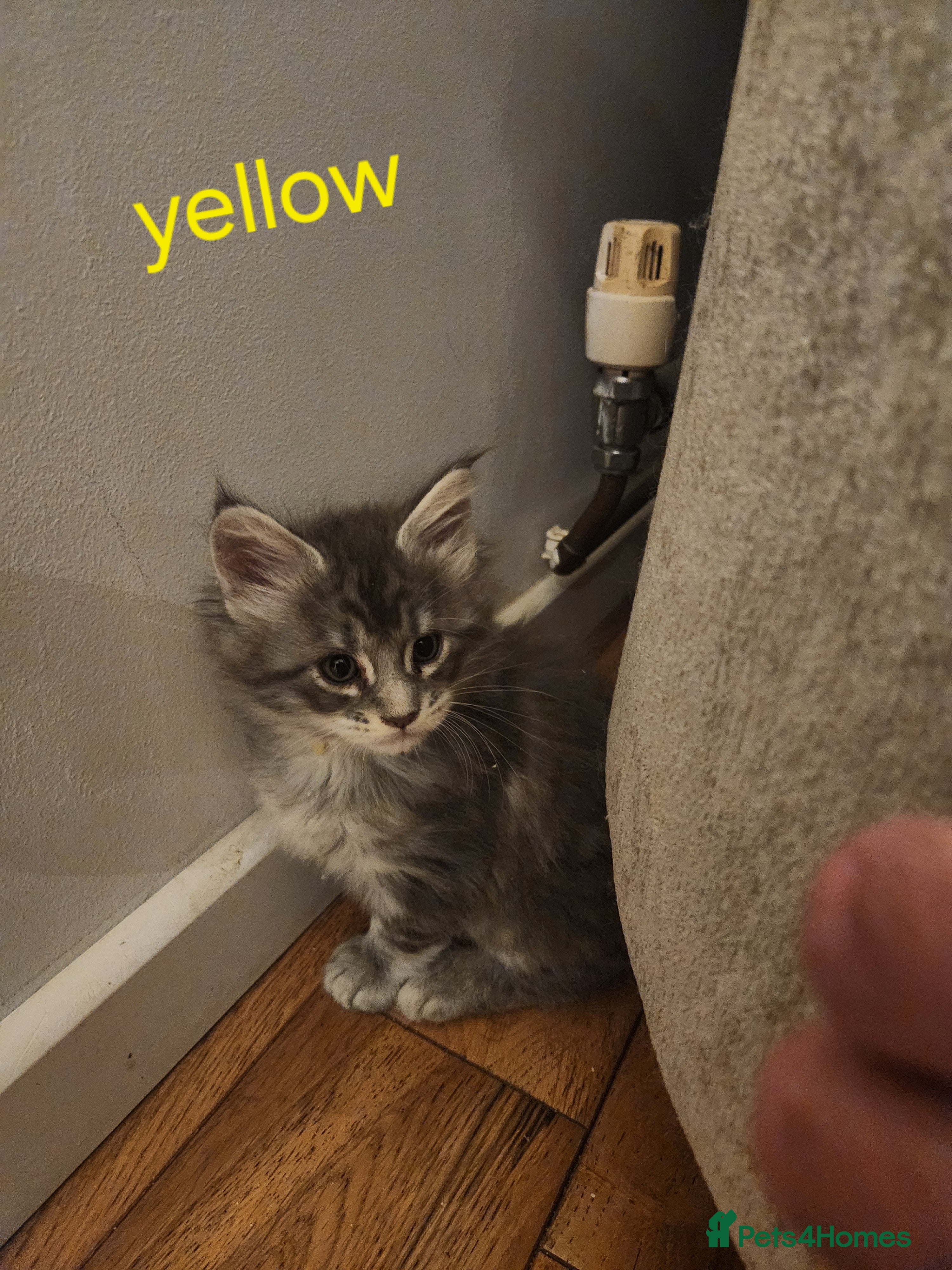 Maine Coon cats Maine coon kittens ready on 22/12/25 - Advert 1