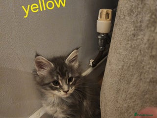 Maine Coon cats Maine coon kittens ready on 22/12/25 - Advert 16