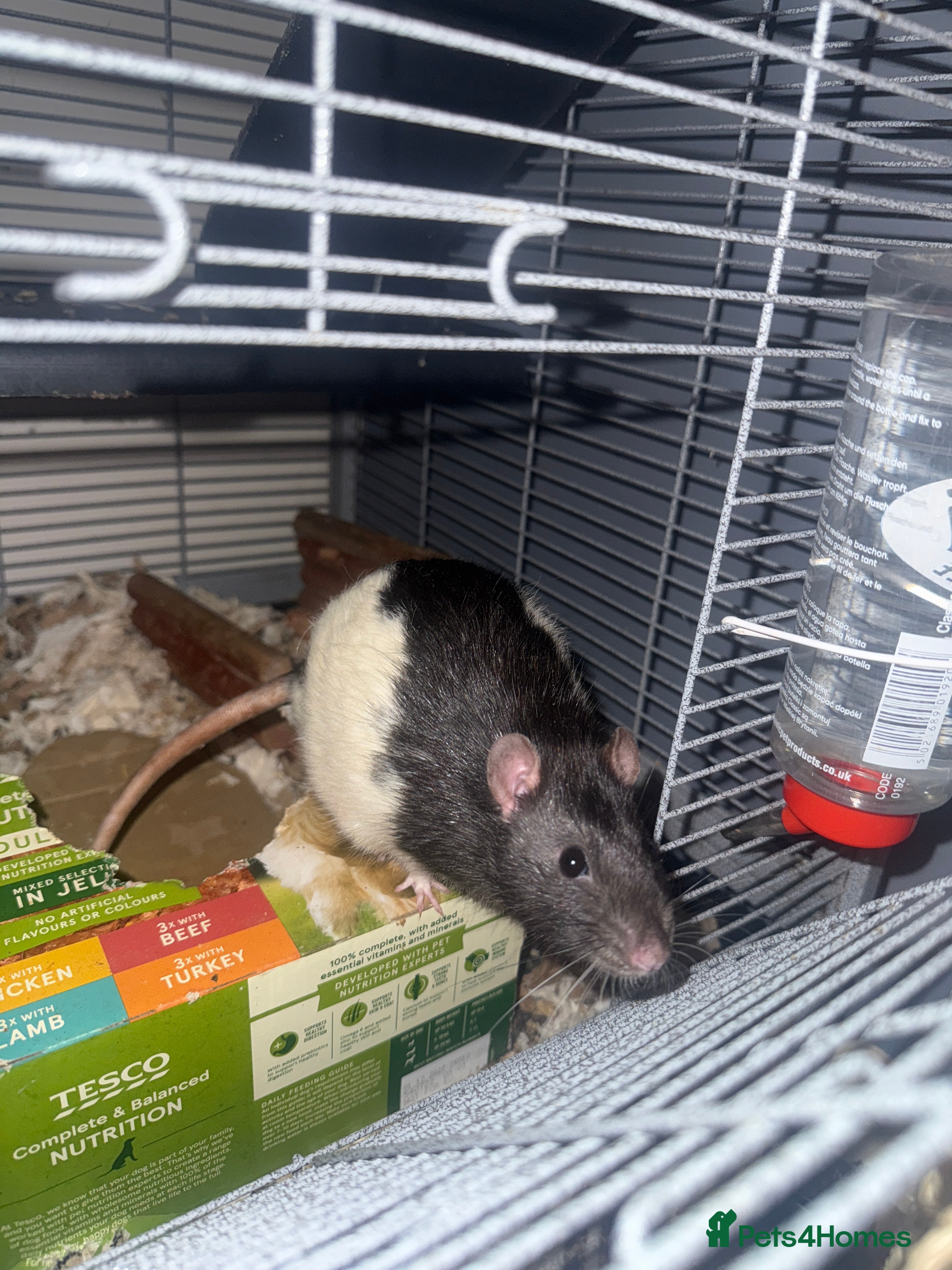 Rat rodents 2 male rats‼️URGENT need of home, free of cost‼️ - Advert 3