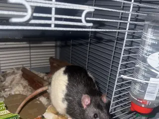 Rat rodents 2 male rats‼️URGENT need of home, free of cost‼️ - Advert 2