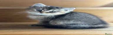 British Shorthair Kitten 4
