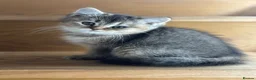British Shorthair cats for sale: Ready to go! in Pontefract - Advert 17