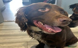 Cocker Spaniel dogs for sale: Cocker spaniel puppy’s  - Image 2