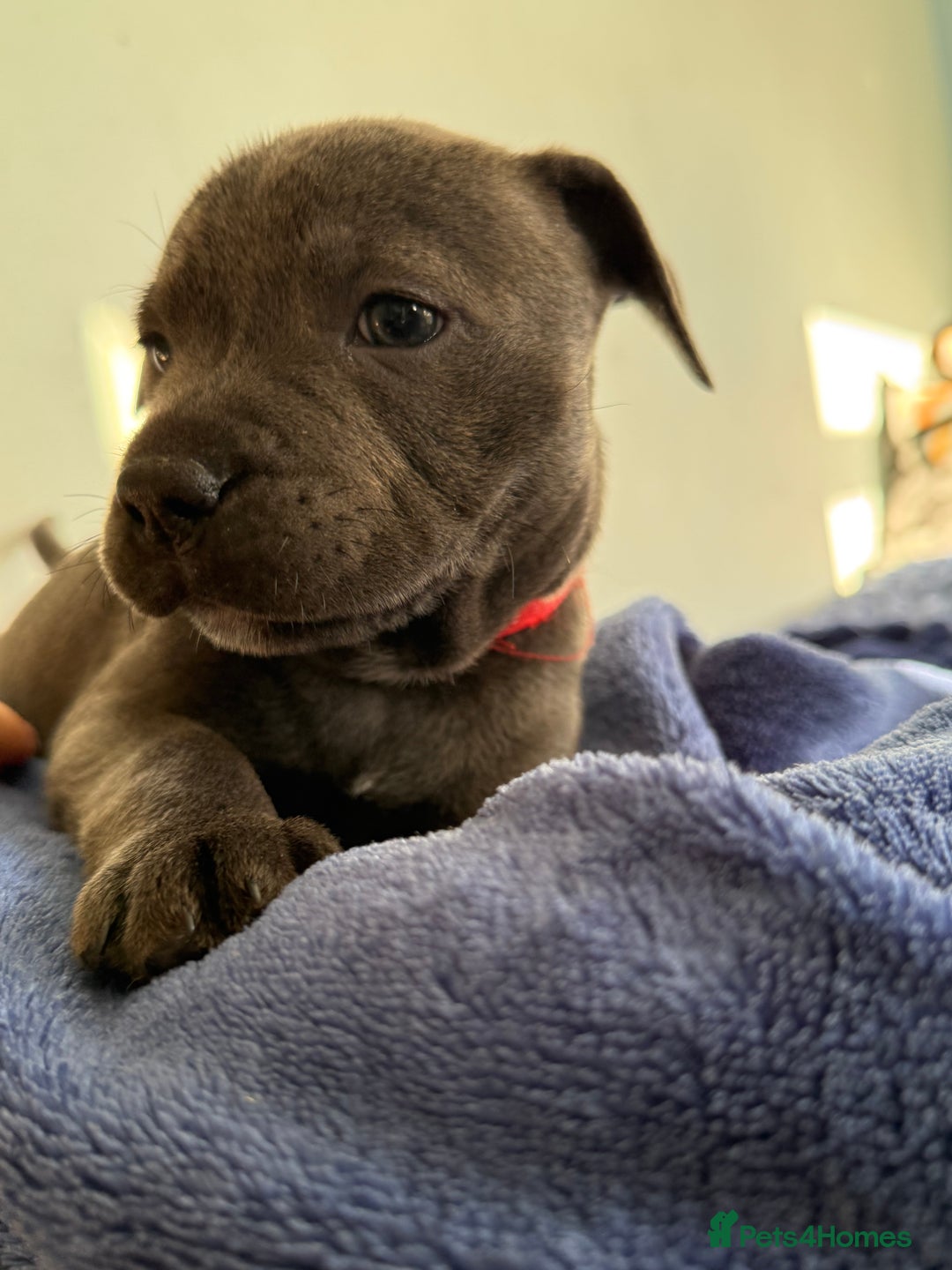 Staffordshire Bull Terrier dogs for sale: KC Registered Exceptional Blue Staffies - Advert 37