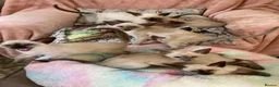 Siamese cats for sale: Siamese kittens - Advert 16