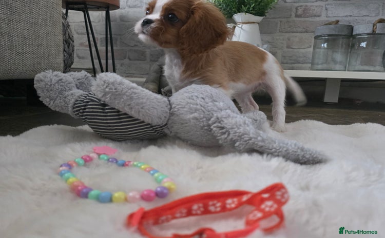 Cavalier King Charles Spaniel dogs - Advert 4