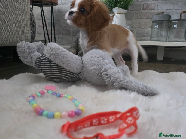 Cavalier King Charles Spaniel dogs - Advert 11