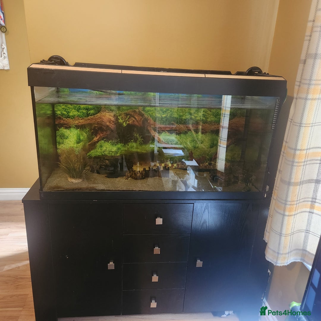 Axolotl reptiles for sale: 2 Axolots with pump, fish tank and cabinet - Image 1
