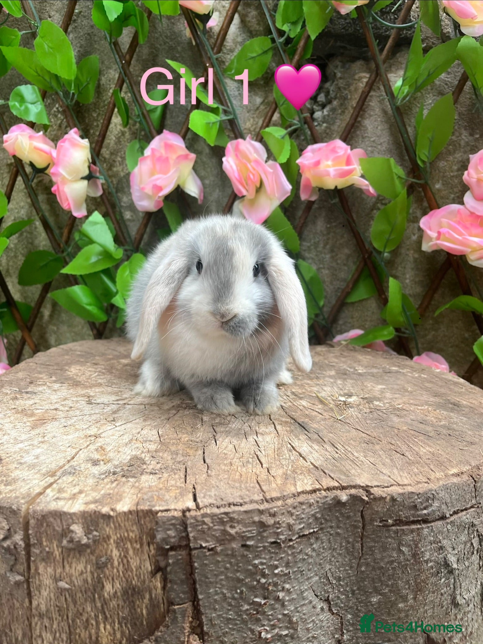 Mini Lop rabbits Mini lop bunnies for sale - Advert 4