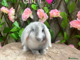Mini Lop rabbits Mini lop bunnies for sale - Advert 4