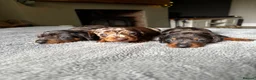 Miniature Dachshund dogs for sale: Wonderful litter of miniature dachshunds  - Advert 6