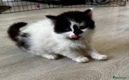 Persian cats for sale: Persian x kittens - Image 23