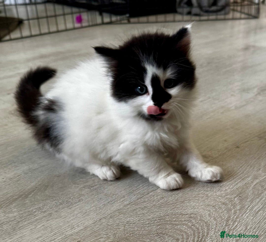 Persian cats for sale: Persian x kittens - Image 23