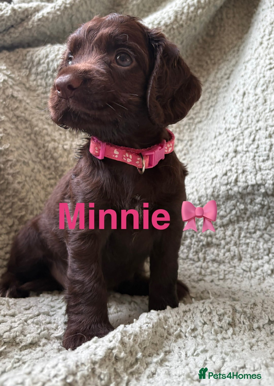 Cocker Spaniel dogs for sale: Cocker spaniel pups - Image 4