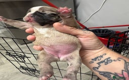 French Bulldog dogs for sale: Beautiful frenchies for sale  - Image 3