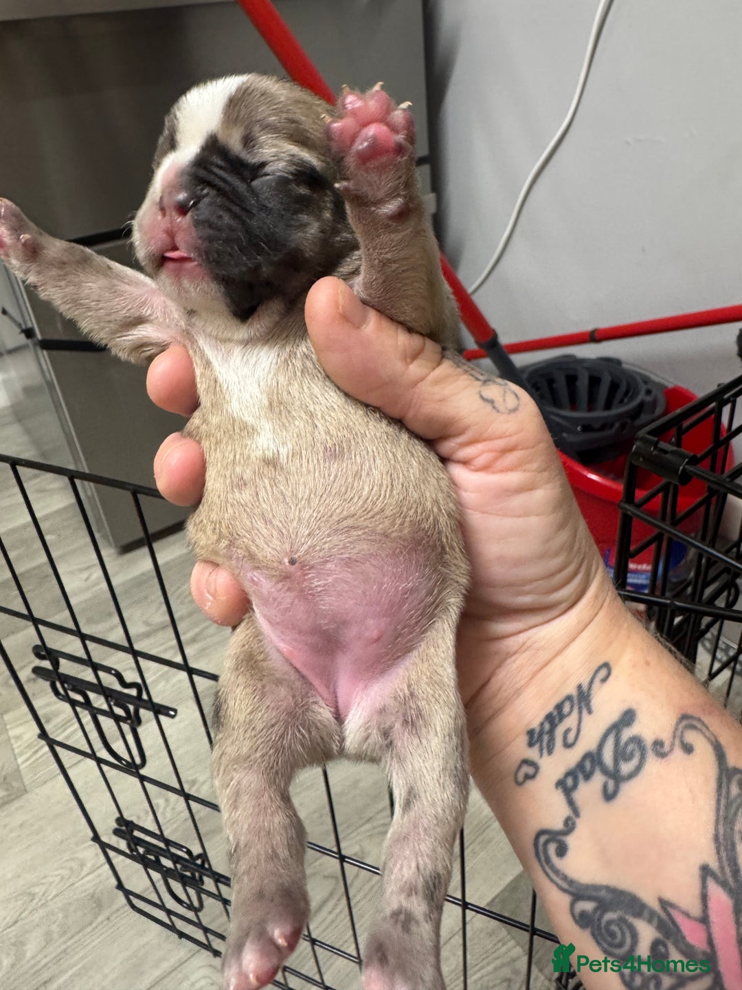 French Bulldog dogs for sale: Beautiful frenchies for sale  - Image 3
