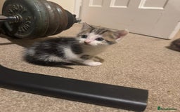 Mixed Breed cats for sale: 4 Gorgeous Kittens - Ready 1/11/25 - Image 4