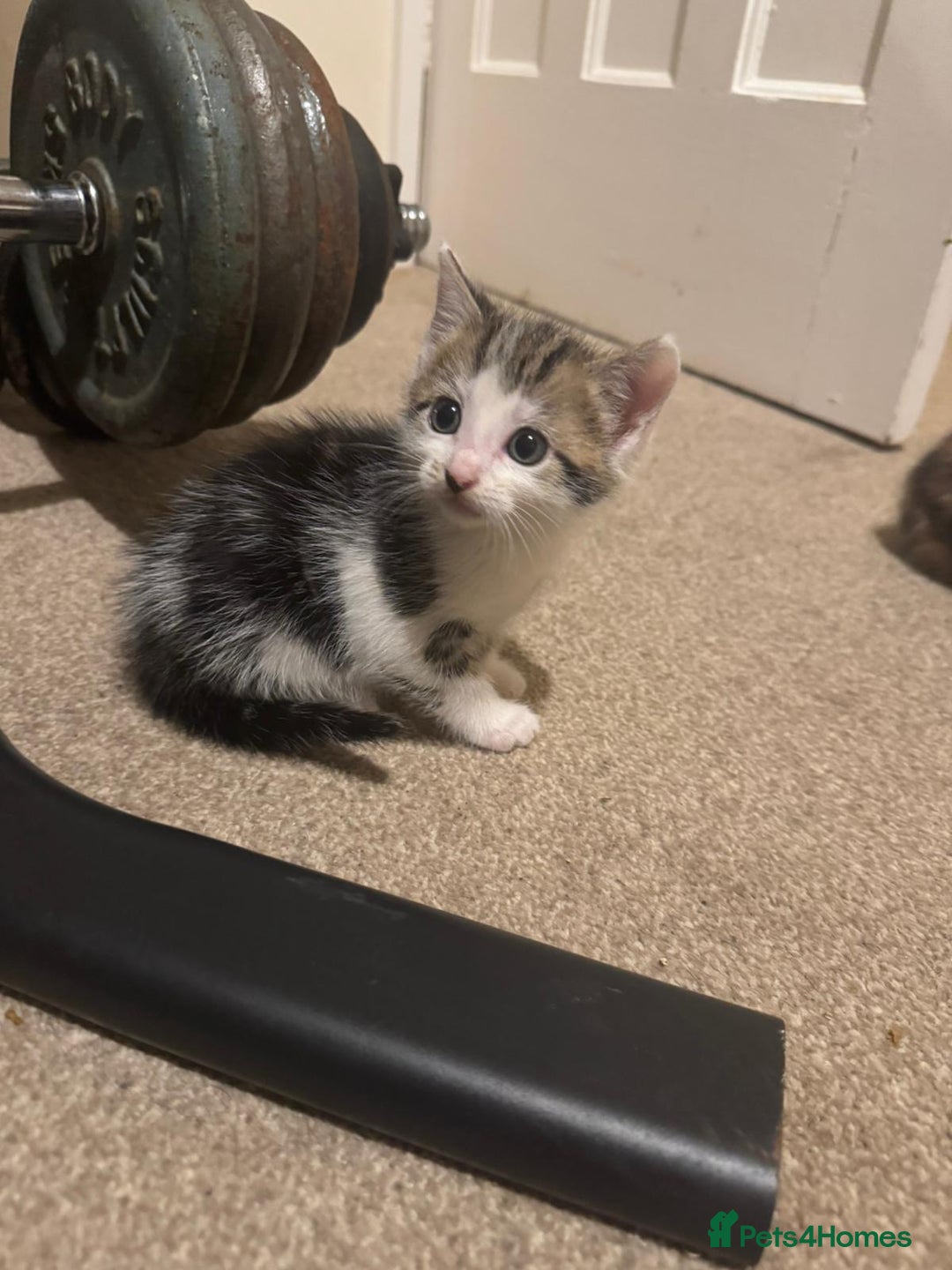 Mixed Breed cats for sale: 4 Gorgeous Kittens - Ready 1/11/25 - Image 4