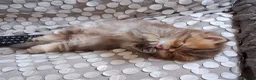 Persian cats for sale: 2  perfect pur persian chinchilla boys - Advert 6