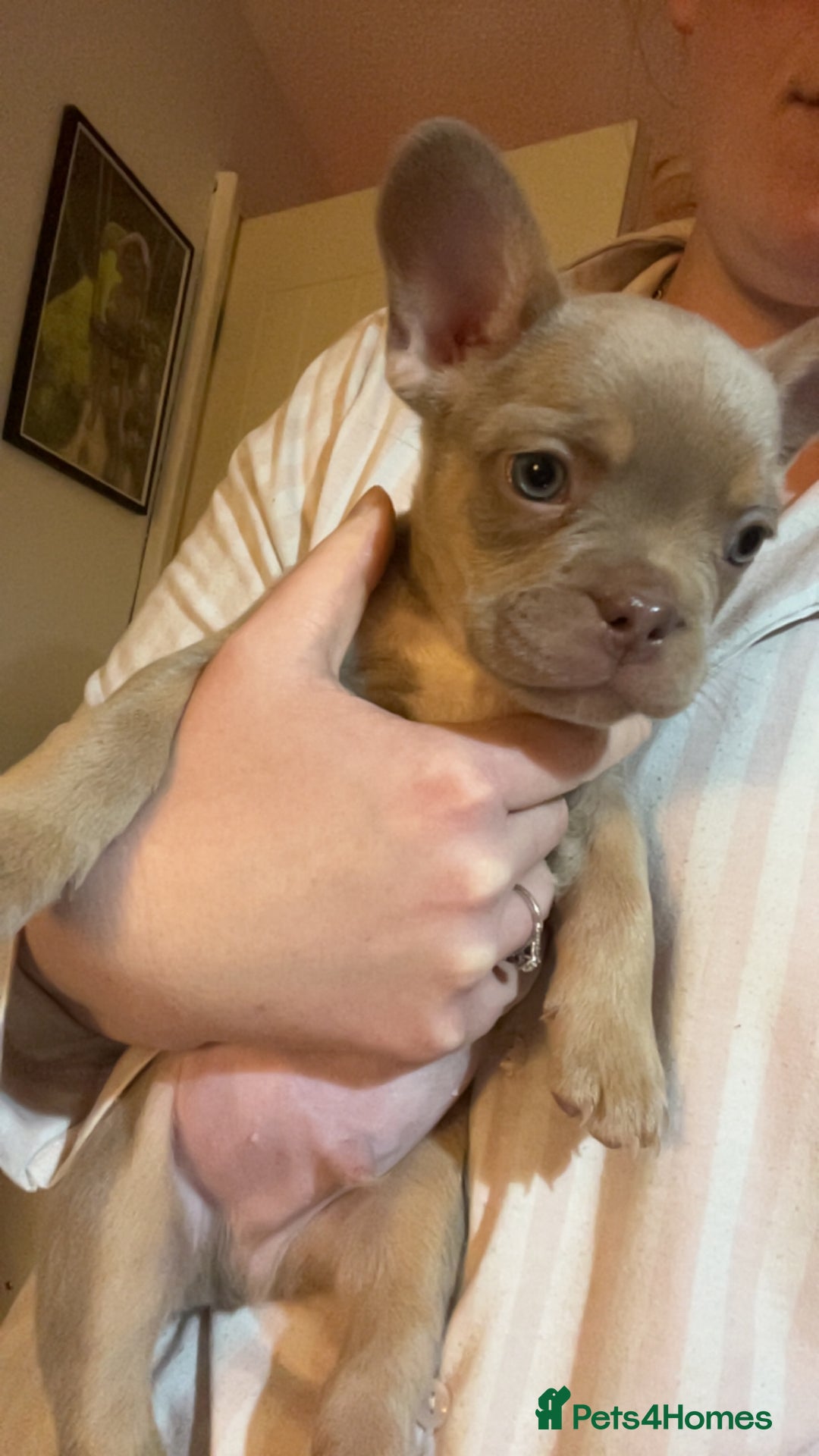 French Bulldog dogs for sale: French bulldog - Advert 3