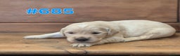 Golden Retriever dogs for sale: KC Registered Golden Retrievers - Advert 15