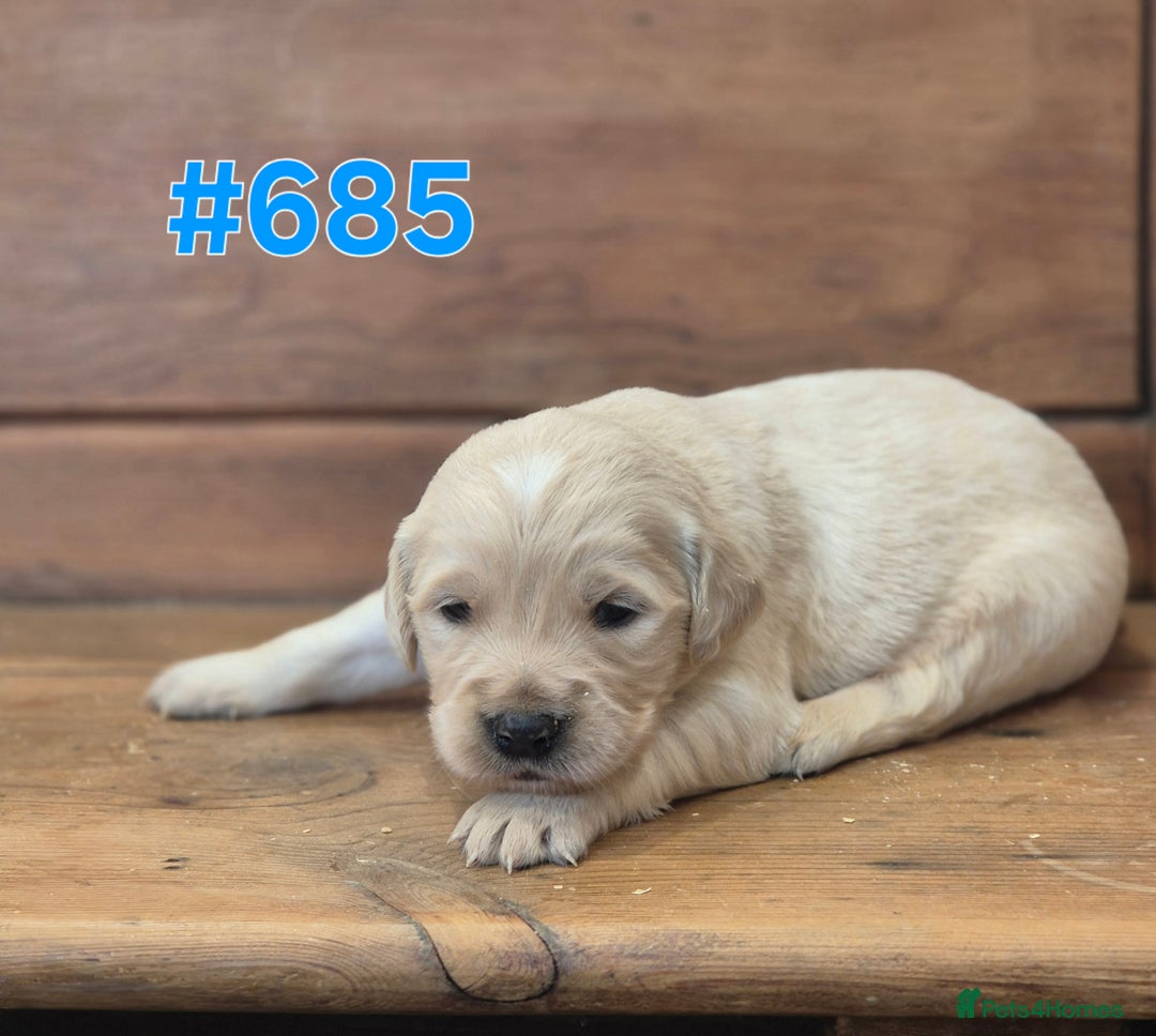 Golden Retriever dogs for sale: KC Registered Golden Retrievers - Advert 15