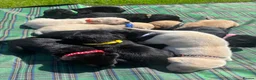 Labrador Retriever dogs for sale: Stunning Black and Yellow Labrador Pups Available - Advert 2