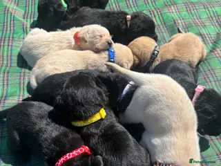 Labrador Retriever dogs Outstanding Black & Yellow Labrador Pups Available - Advert 2