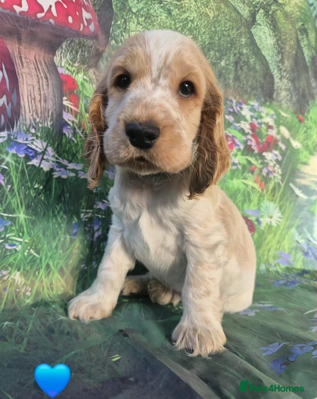 Cocker Spaniel dogs Health tested parents orange roan show type  - Advert 8