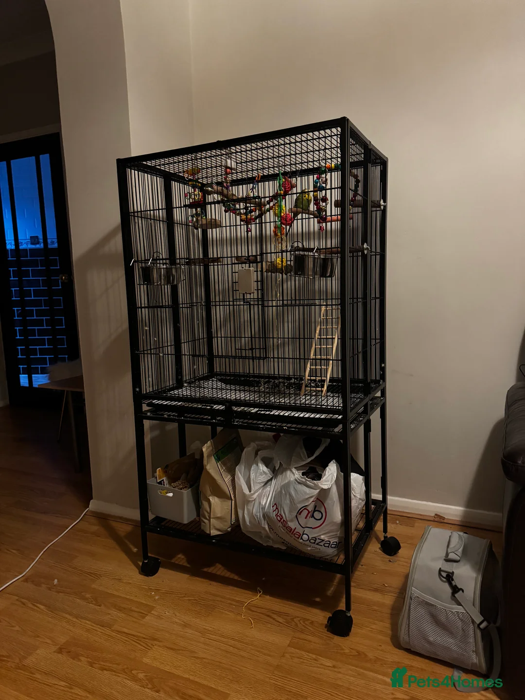 Budgerigars birds for sale: 1 male budgie URGENTLY NEEDS REHOMING - Advert 3