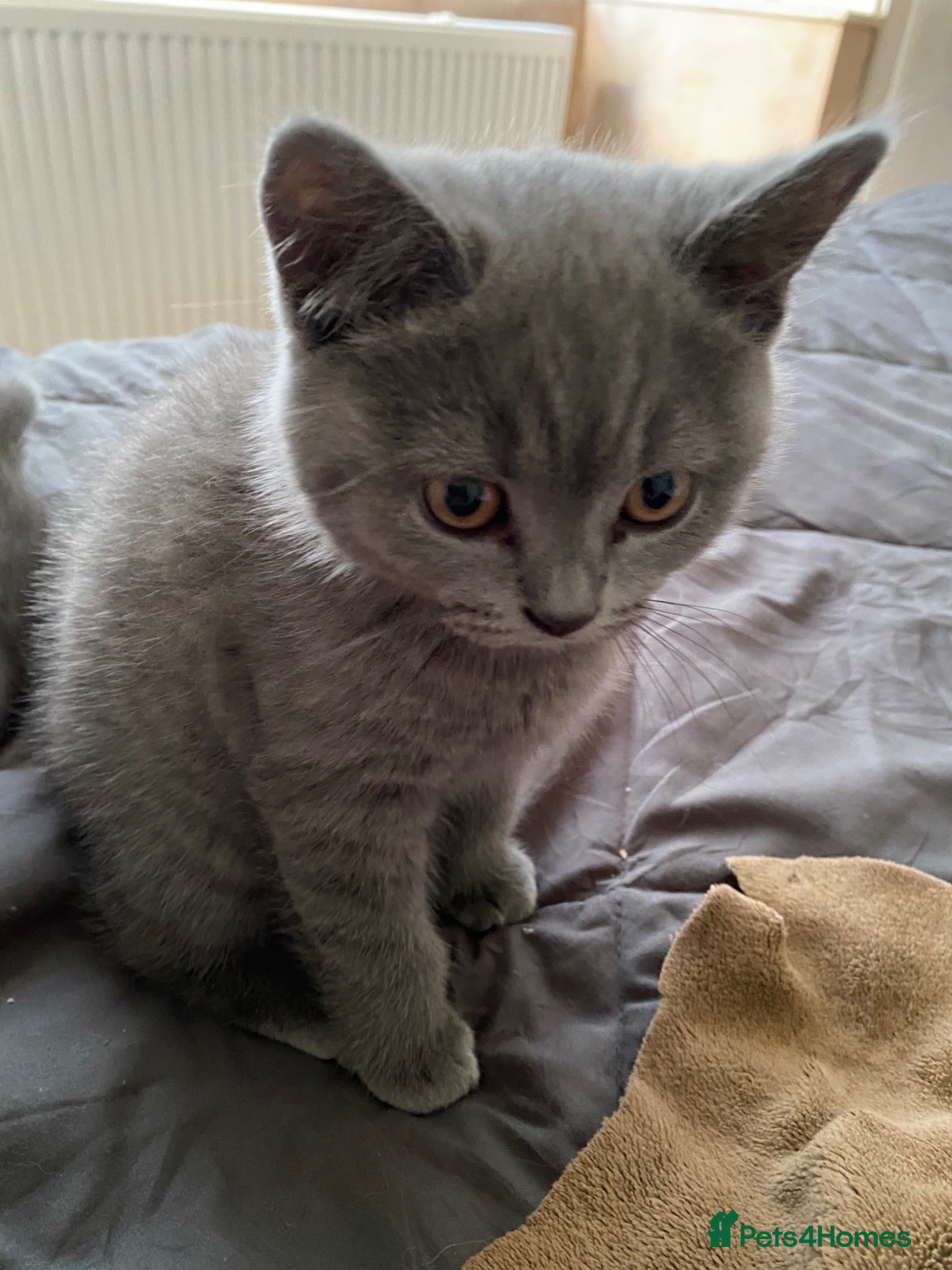 British Shorthair cats Pure British shorthair kittens Genetically tested - Advert 8