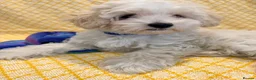 Maltipoo dogs for sale: Beautiful heath tested f1 Malitpoo babies  - Advert 5