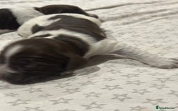 Sprocker dogs for sale: Beautiful sprockers  - Image 25