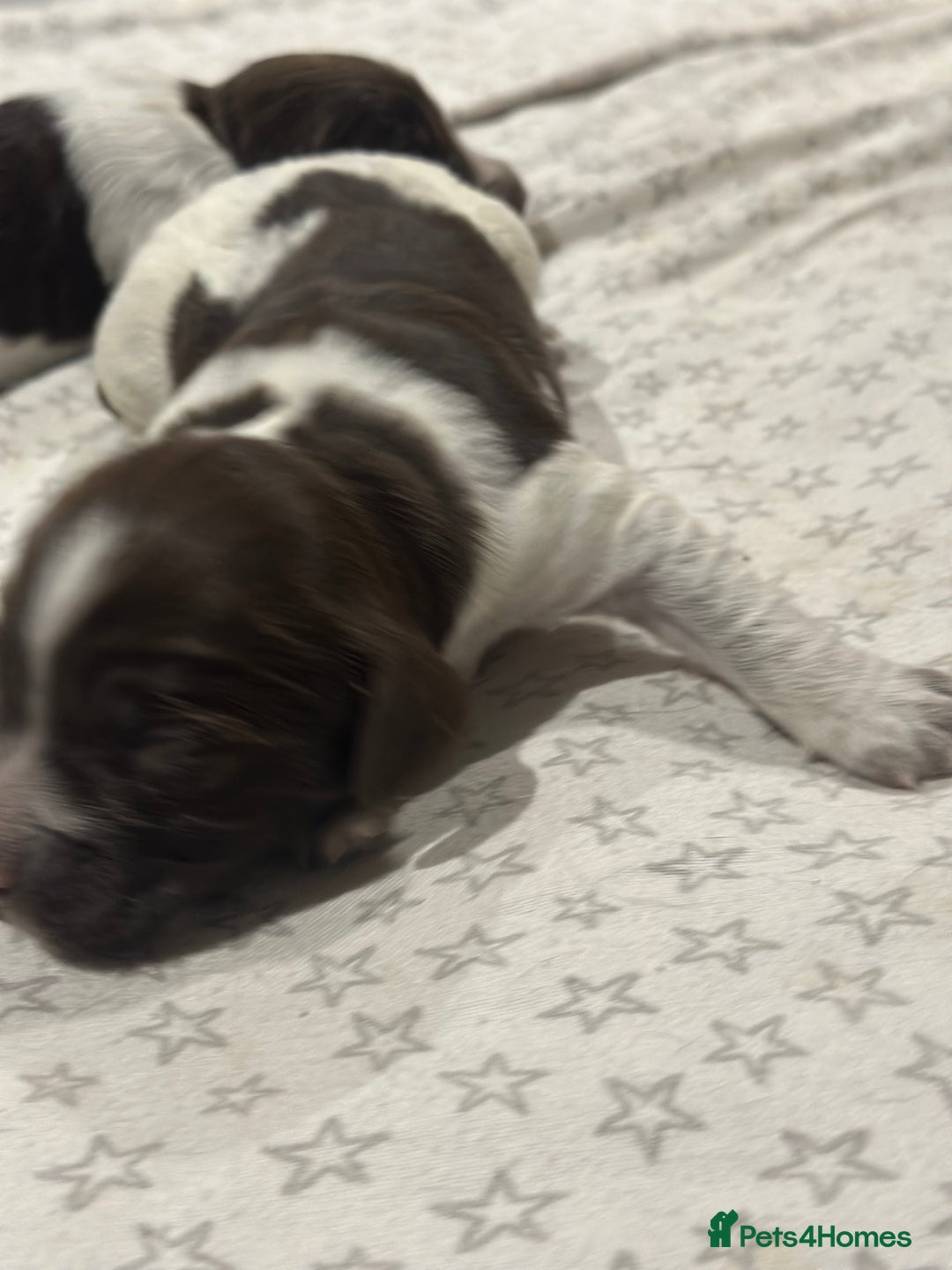 Sprocker dogs for sale: Beautiful sprockers  - Image 25