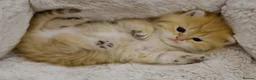 British Shorthair cats for sale: Stunning BSH golden kittens TICA  - Advert 16