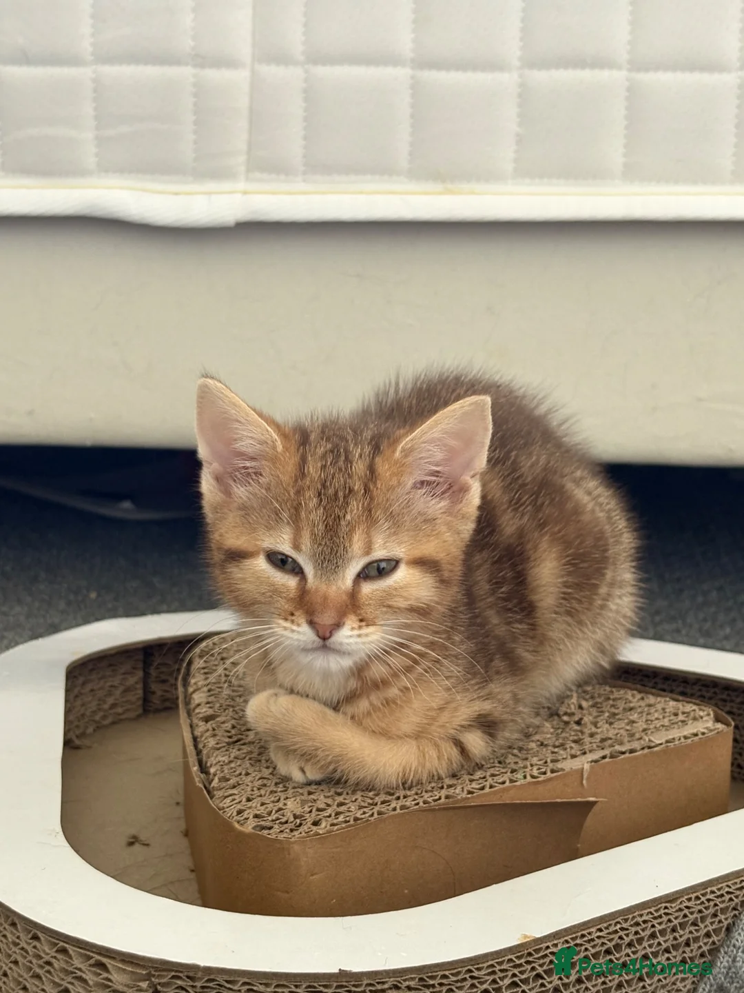 Mixed Breed cats for sale: Lilac x Tabby Kittens Bengal Style Female Pair - Advert 14