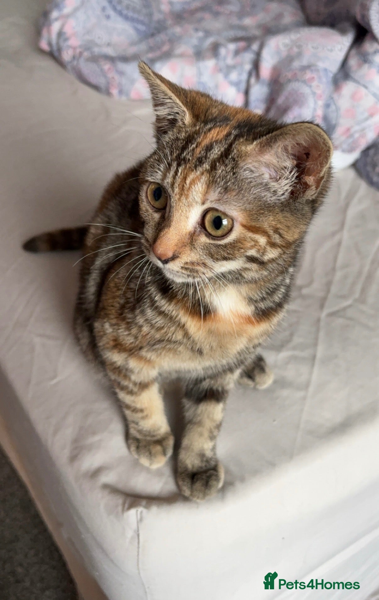Mixed Breed cats 2yr old female cat - Advert 6