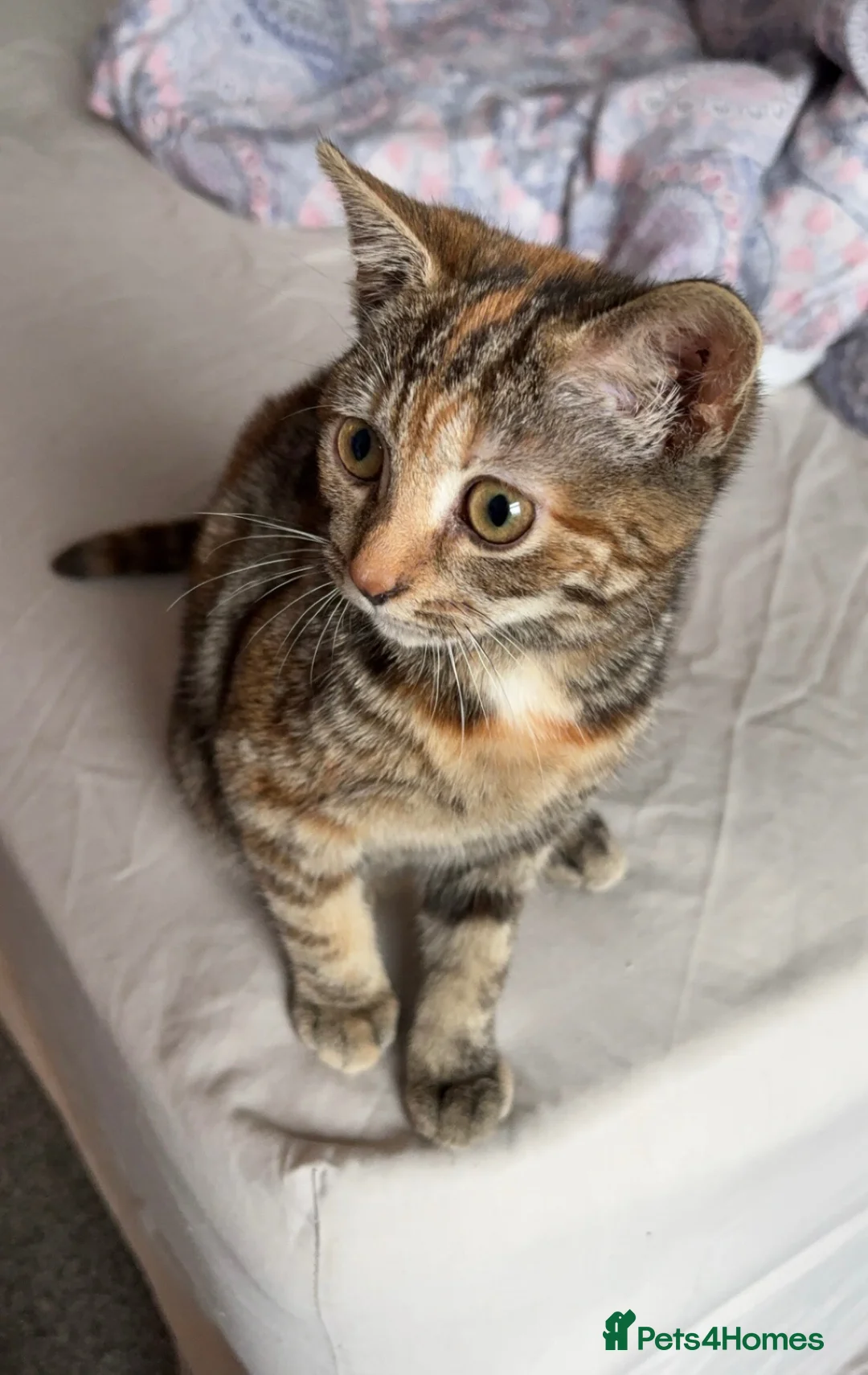 Mixed Breed cats for sale: 2yr old female cat in Nelson - Advert 1