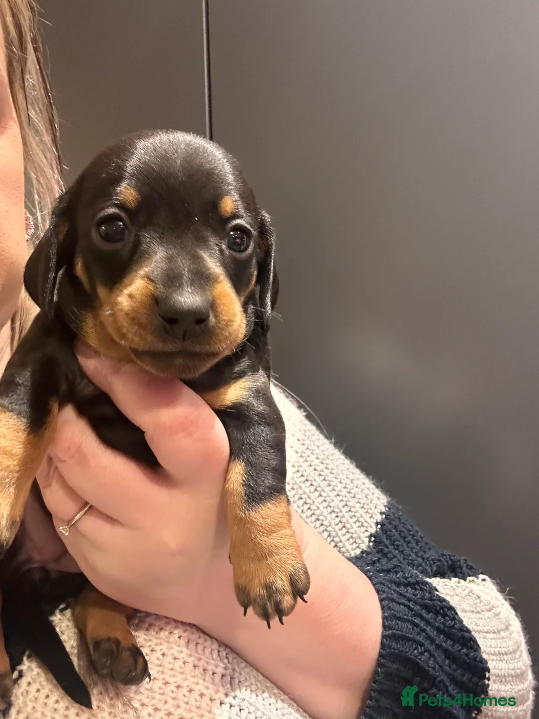 Miniature Dachshund dogs for sale: STUNNING KC MINIATURE DACHSHUND PUPS FOR SALE !!  - Advert 6