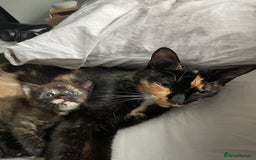 Domestic Shorthair cats for sale: Beautiful kittens are looking for forever homes! - Image 11