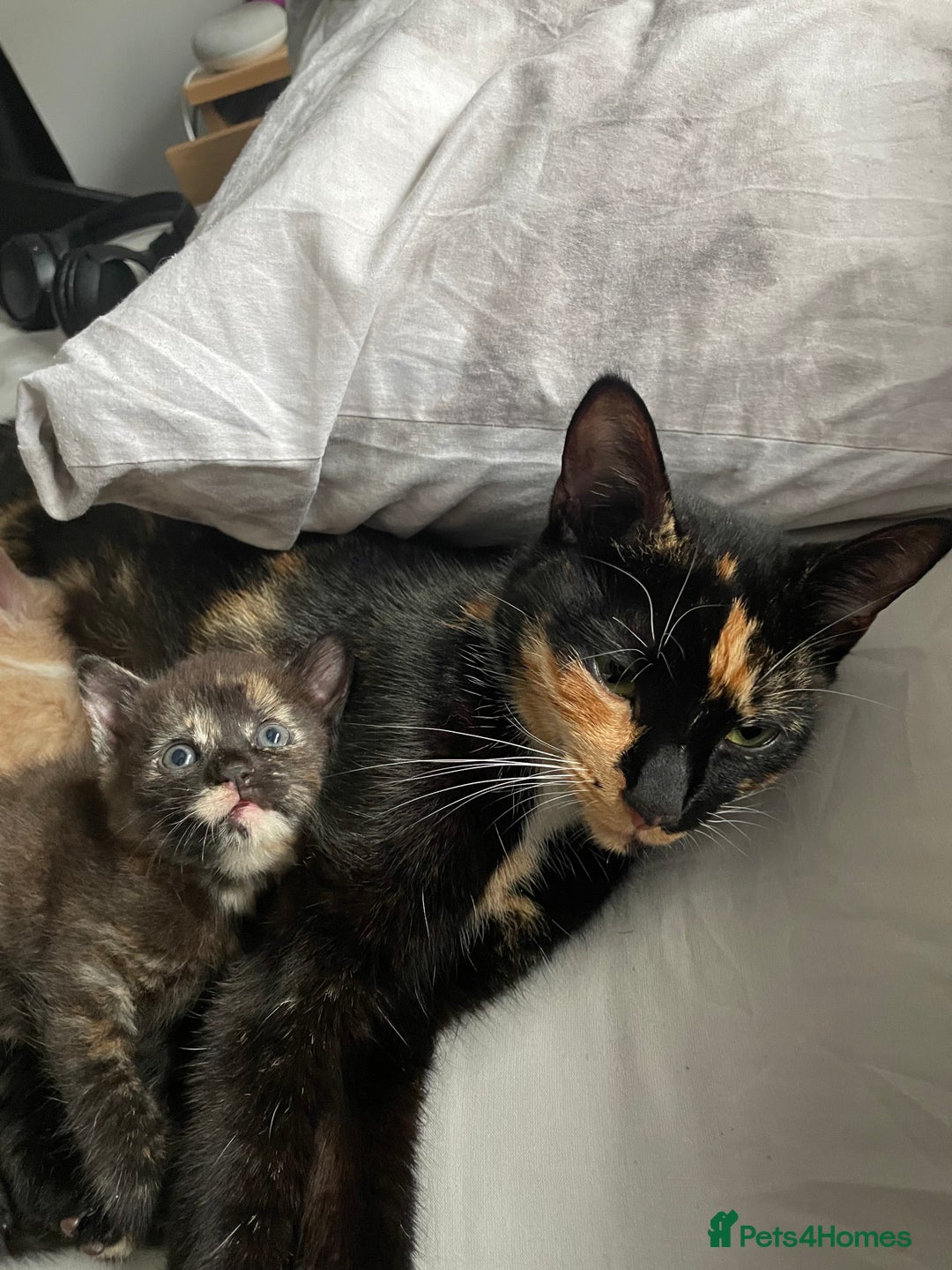 Domestic Shorthair cats for sale: Beautiful kittens are looking for forever homes! - Image 11