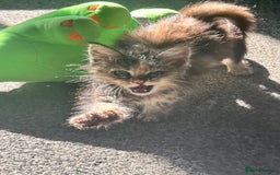 Ragdoll cats for sale: Ragdoll cross Mainecoon kittens  - Image 13
