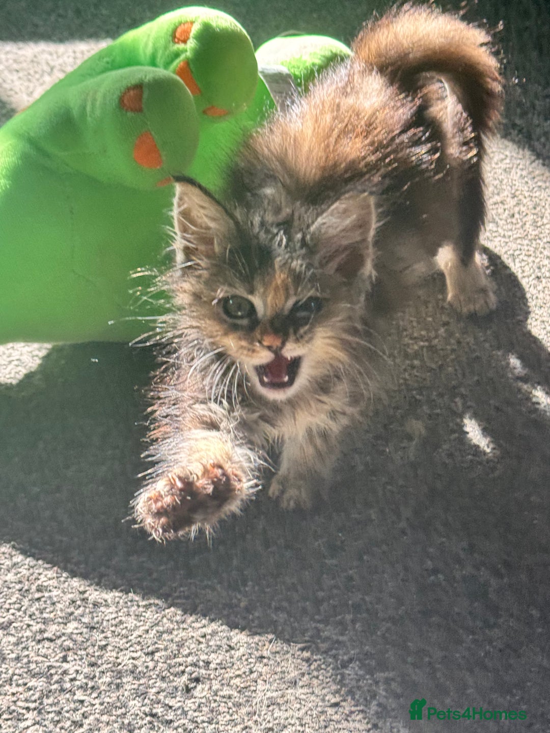 Ragdoll cats for sale: Ragdoll cross Mainecoon kittens  - Image 13