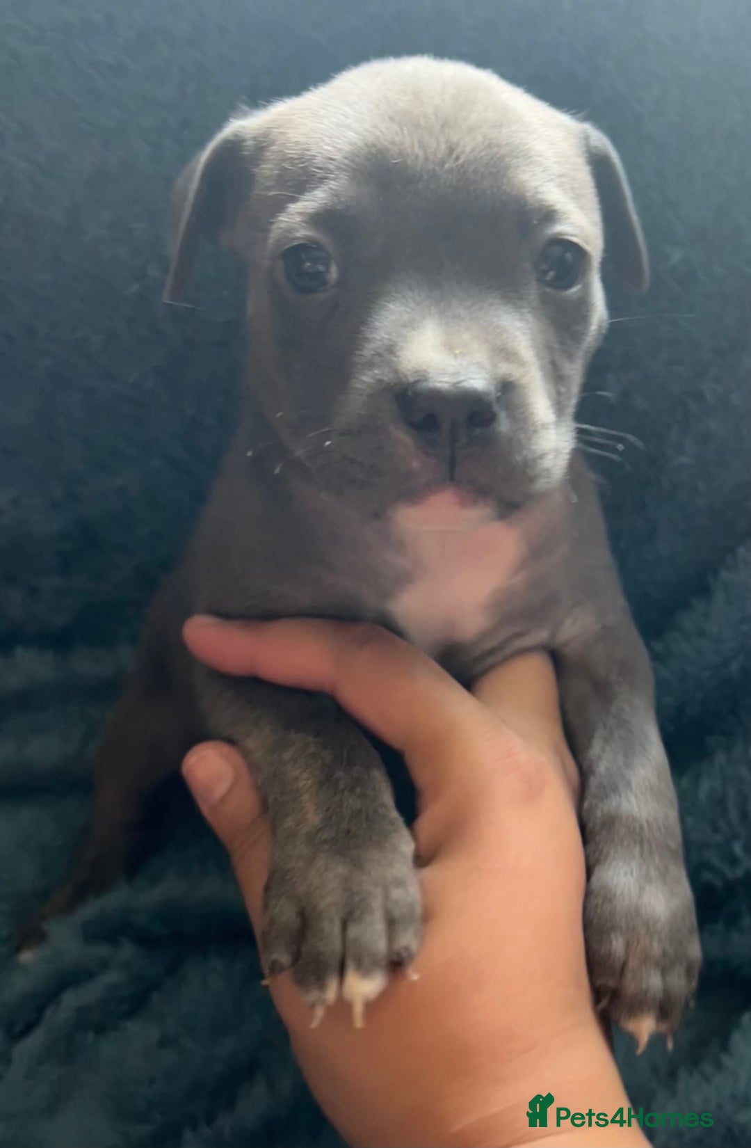 Mixed Breed dogs for sale: Beautiful chunky bully cross staffy pups tri /fawn - Image 38