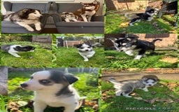 Mixed Breed dogs for sale: MIRO❤️ - Image 16