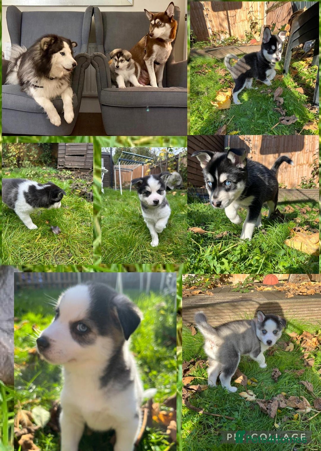 Mixed Breed dogs for sale: MIRO❤️ - Image 16