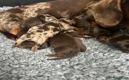 Miniature Dachshund dogs for sale: Miniature dachshund puppies  - Image 2